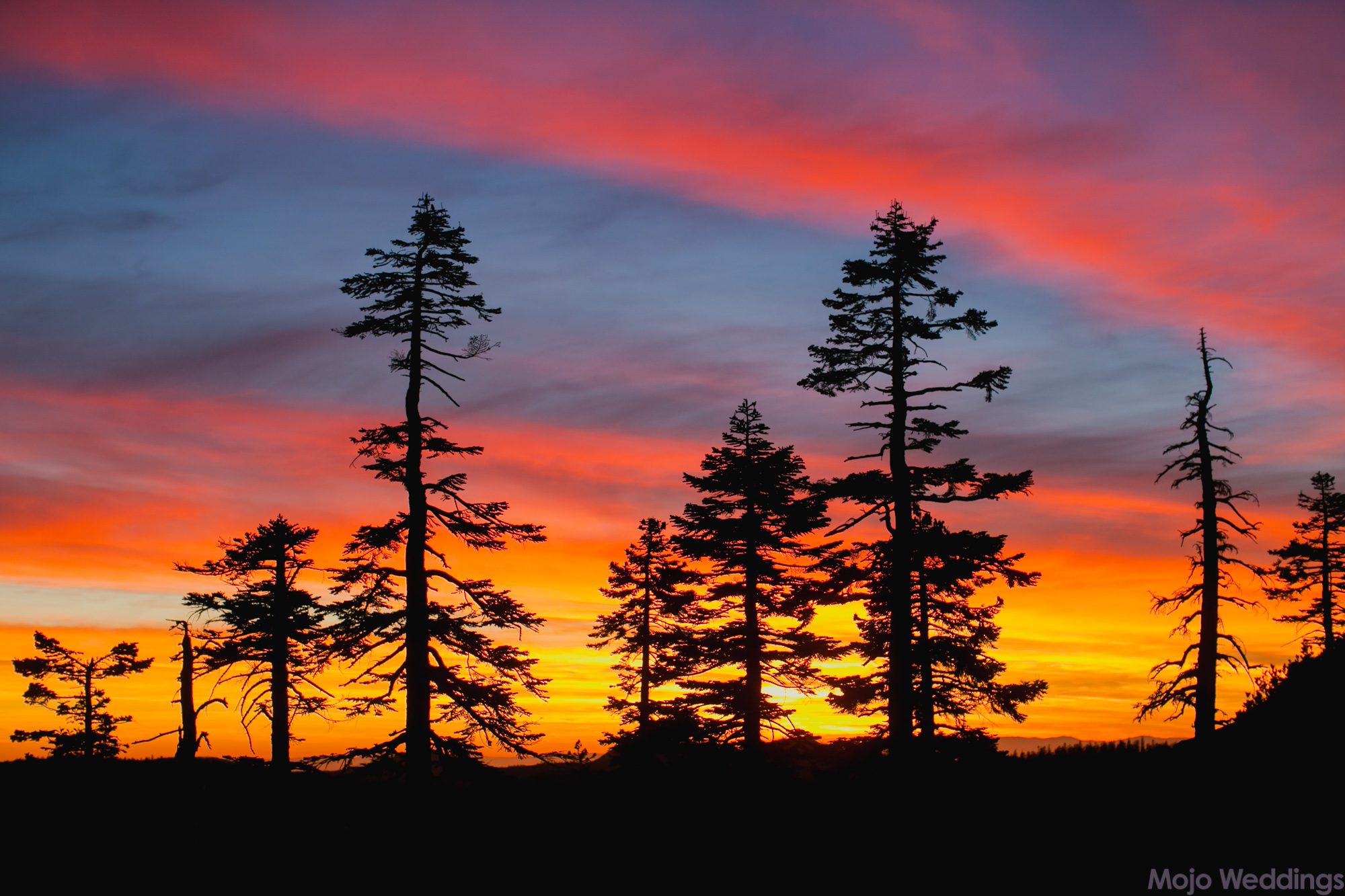 Pine trees are silhouettes against a very bright red, orange, and blue sky.